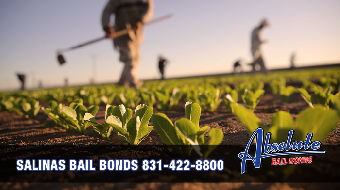 Contact Salinas Absolute Bail Bonds In Time Of Needs Salinas Absolute Bail Bonds
