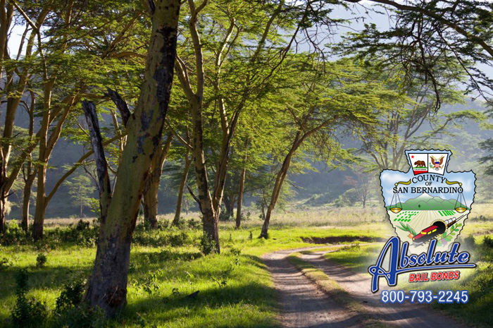 We’re Family Owned At Apple Valley Bail Bonds We’re Family Owned At Apple Valley Bail Bonds