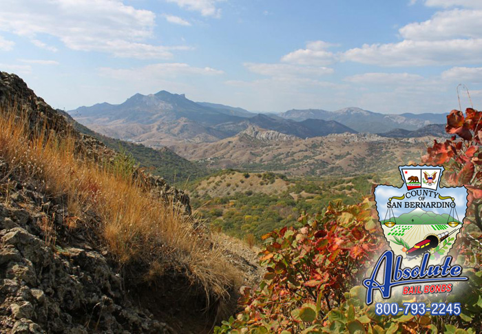 You Can Count On Needles Bail Bonds You Can Count On Needles Bail Bonds