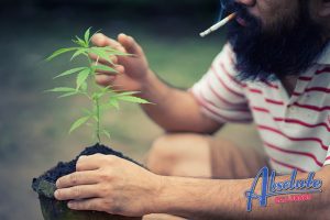 What to Expect with the New Marijuana Laws of California