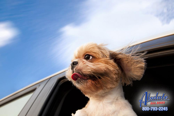Did You Know Leaving an Animal Unattended in a Car Can Be Illegal? Los Angeles Bail Bonds