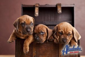 Central LA Bail Bonds