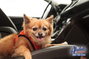 Absolute Los Angeles Bail Bonds