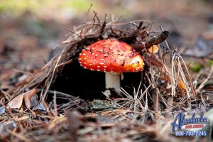 Absolute Bail Bonds in Central LA