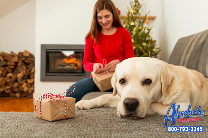 Don’t Forget Your Pets Don’t Forget Your Pets