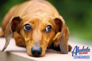 Why are Dogs so Happy?