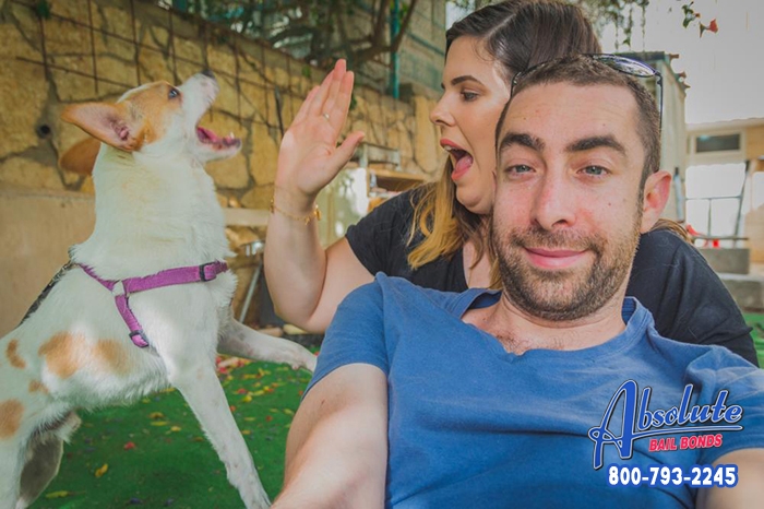 Absolute Bail Bonds in Hollywood