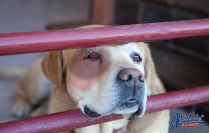 Would You Report Somebody That's Being Cruel to Animals