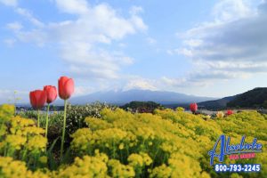 Are You Prepared for the Season to Change? Here Are Somethings to Do This Spring in California