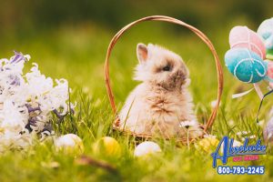 How did we get the Easter Bunny?