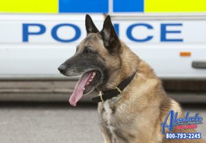 K9 Heroes in California: Super Dogs