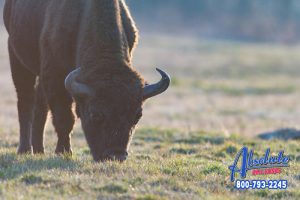 Why You Shouldn’t Mess with Wild Animals: This isn’t a Movie, Animals are Still Savage