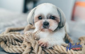 How Much Do You Know About Dog Owner Liability?