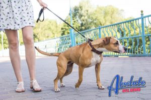 California’s Attitude Towards Leashes and Dogs