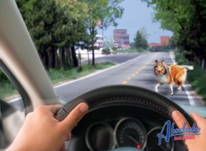 los angeles bailbondsman, mobile bail agents, animals crossing the road, fines for hitting an animal, hitting an animal on the road, hitting an animal and leaving, domesticated animal vs wild, what to do when you hit an animal, reporting an animal incident, keeping your pet under control, crash with an animal,