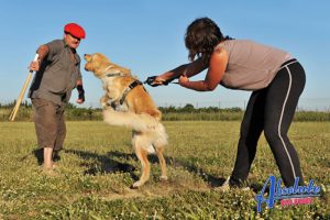 What Happens if a Dog Bites Someone?