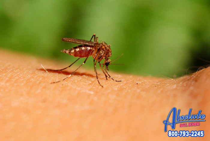 How to Prevent Mosquitos