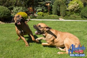 The Penalties of Dogfighting in California