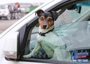 Driving with Pets Can Be Distracting