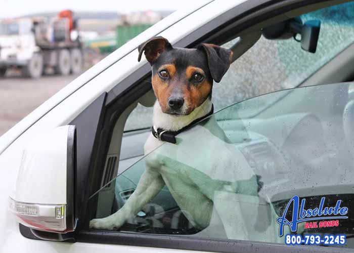 Driving with Pets Can Be Distracting