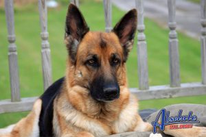 Who is liable for dog bites