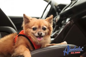 Bail bonds in los angeles california