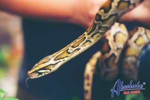 los angeles bail bonds