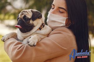 What to do if you find a lost pet